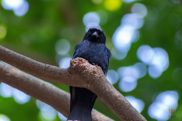 Drongo at the Botanical Garden