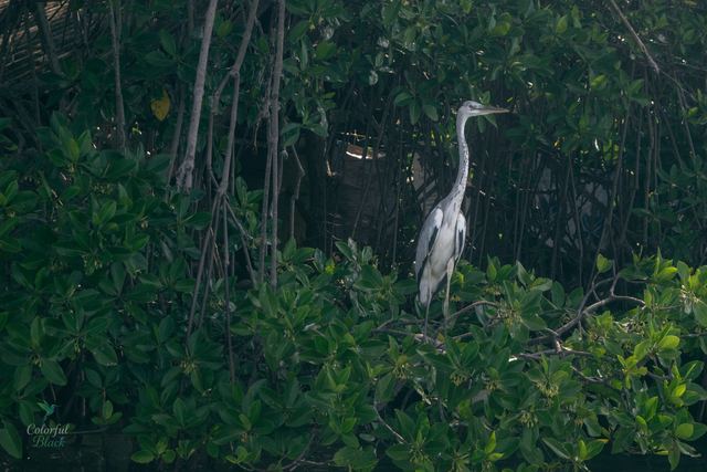 Heron in the mangroves, Sri Lanka